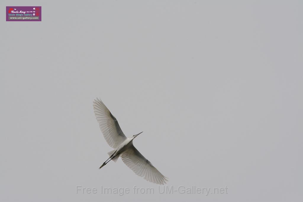 20150619taipo-egret_f43628608.jpg