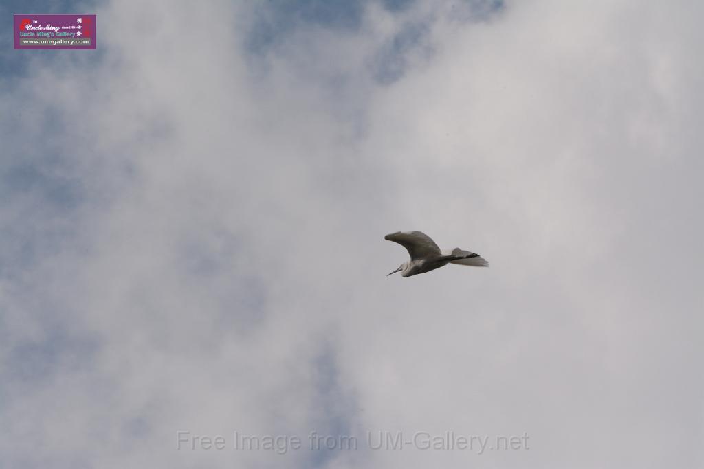 20150619taipo-egret_f43685440.jpg