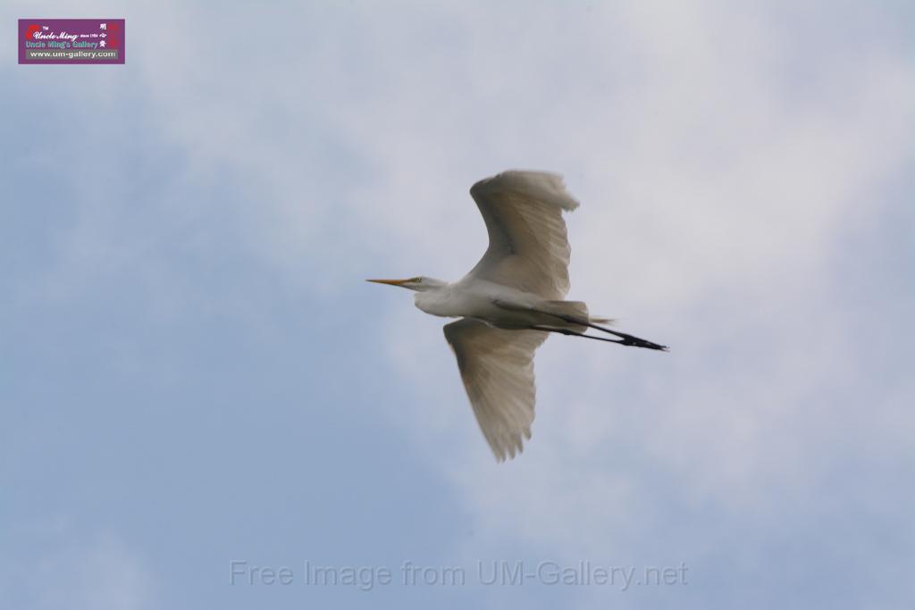 20150619taipo-egret_f43700352.jpg