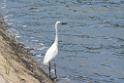 20150619taipo-egret_f38732416