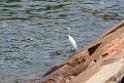 20150619taipo-egret_f39215744