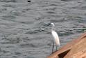 20150619taipo-egret_f39331712