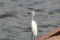 20150619taipo-egret_f39394560