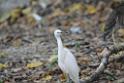 20150619taipo-egret_f40716736