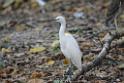 20150619taipo-egret_f40801920