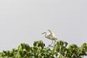 20150619taipo-egret_f42796608