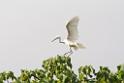 20150619taipo-egret_f42812480