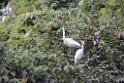 20150619taipo-egret_f43234496