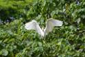 20150619taipo-egret_f43395520