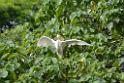 20150619taipo-egret_f43423168