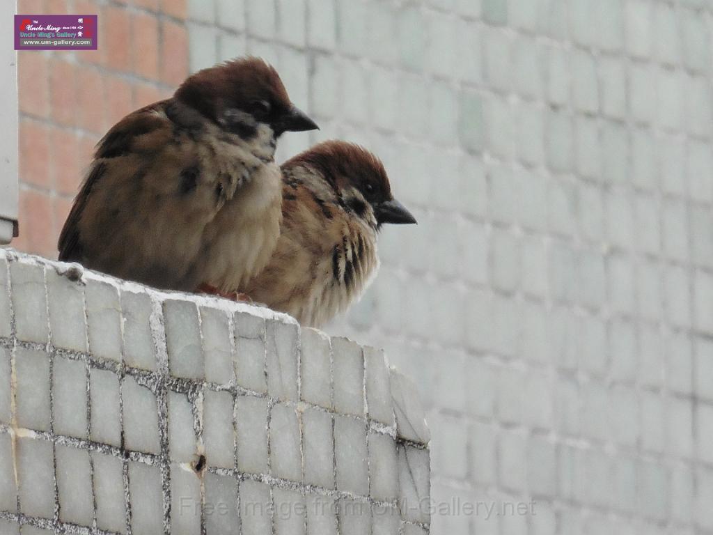 20150329sm-bird-P1000858.JPG