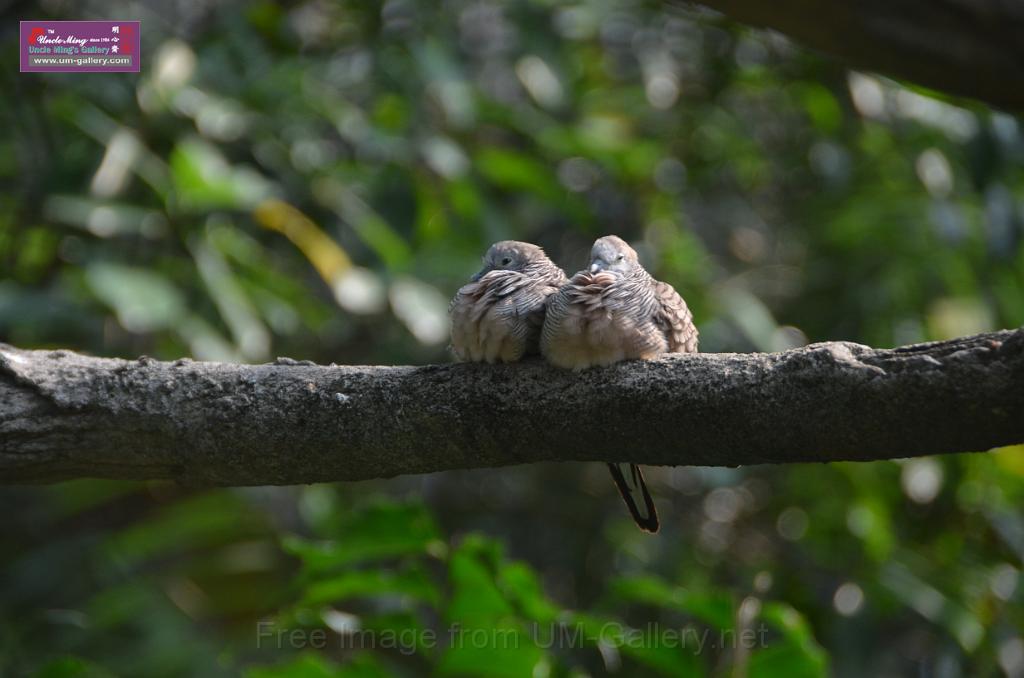 20150426jw-hk-park_DSC_0666.JPG