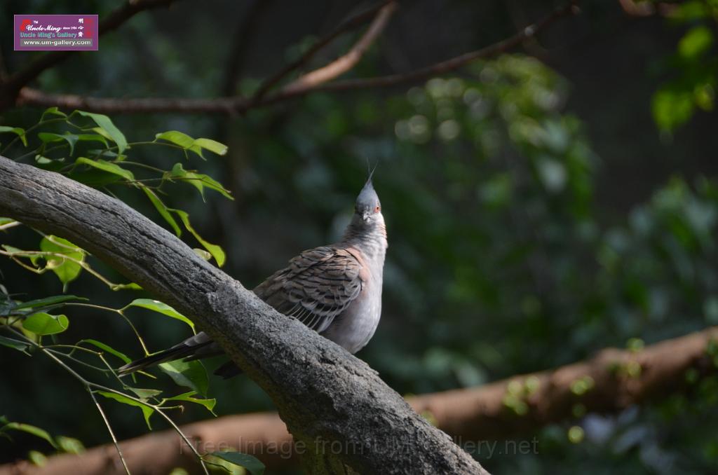 20150426jw-hk-park_DSC_0672.JPG