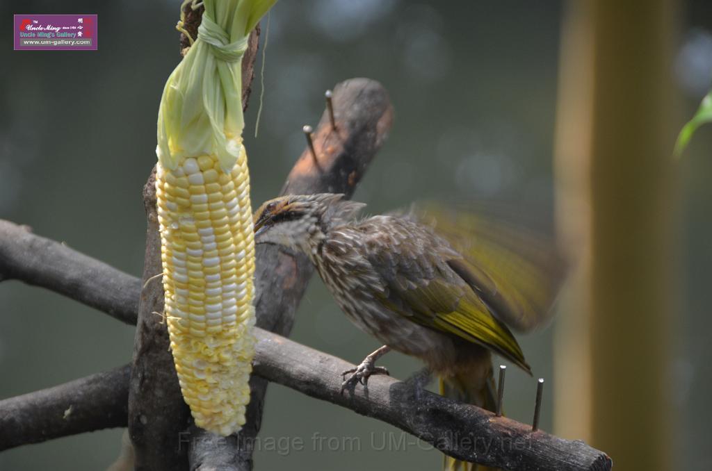 20150426jw-hk-park_DSC_0753.JPG