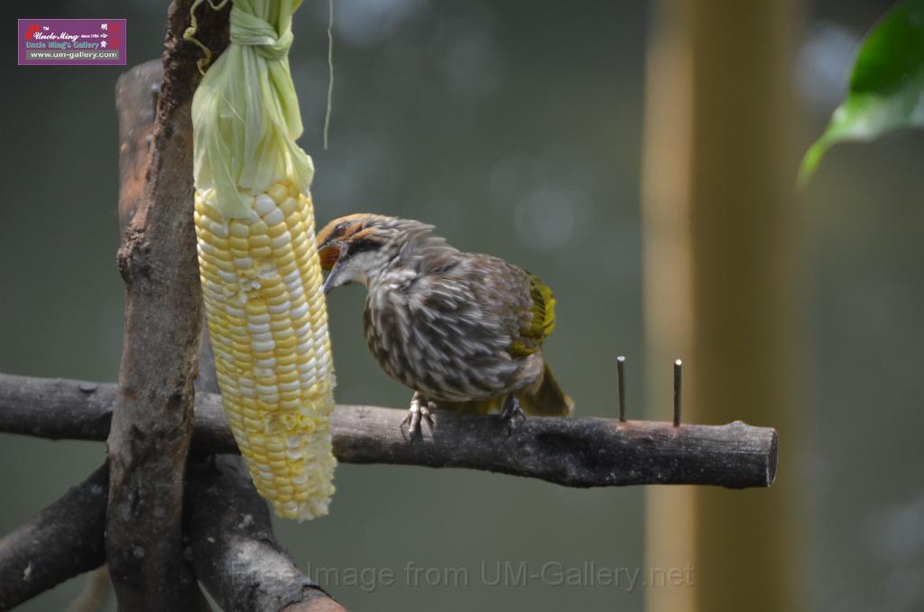 20150426jw-hk-park_DSC_0755.JPG