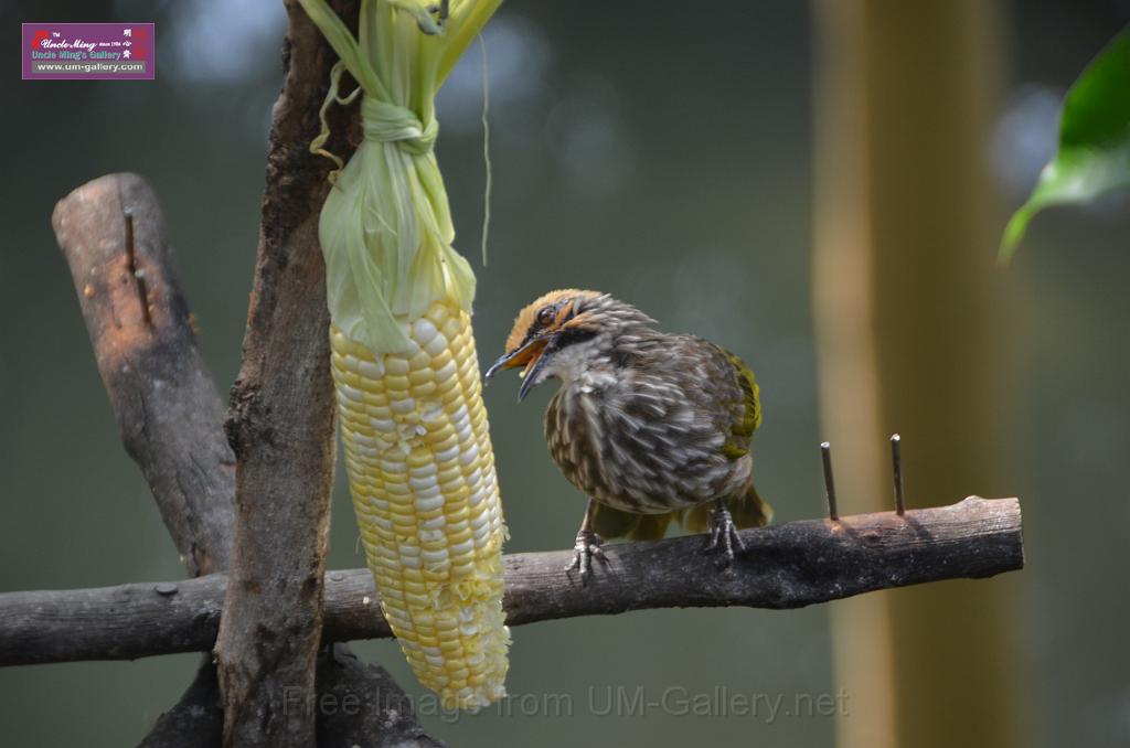 20150426jw-hk-park_DSC_0758.JPG