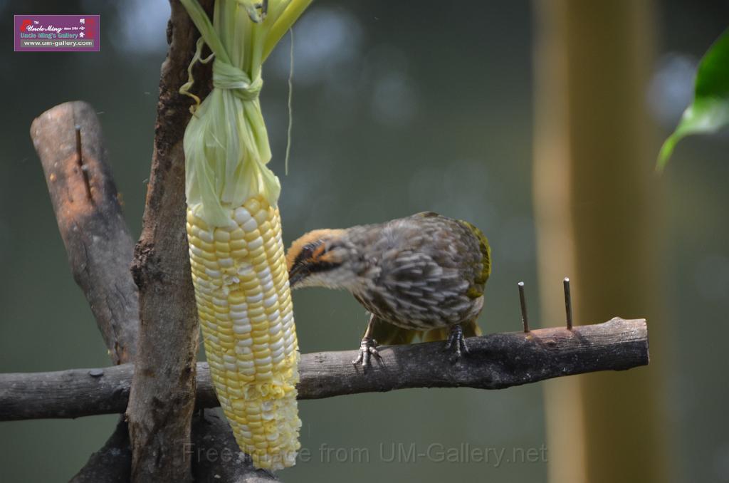 20150426jw-hk-park_DSC_0759.JPG