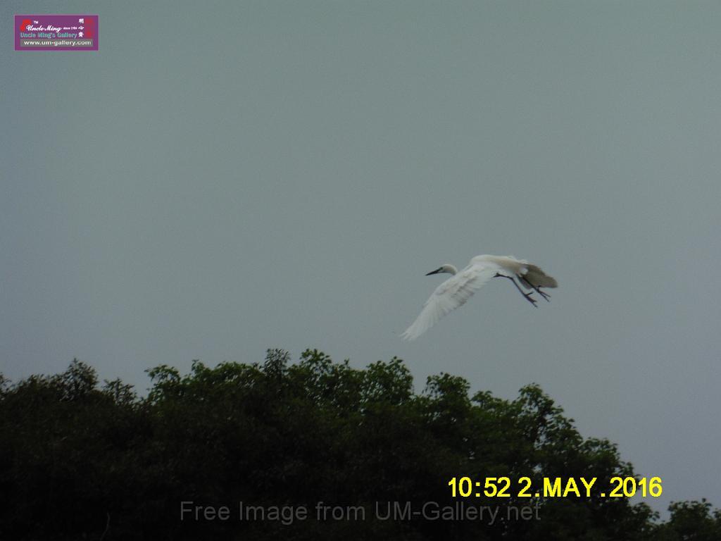 20160502birds-P1020489.JPG