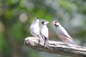 20160926birds-DSC_6606