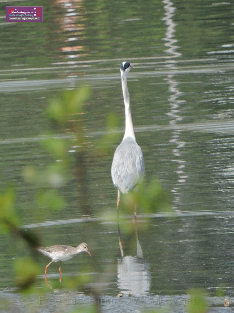 201612sf-bird-namsangwai-DSCN3561.JPG