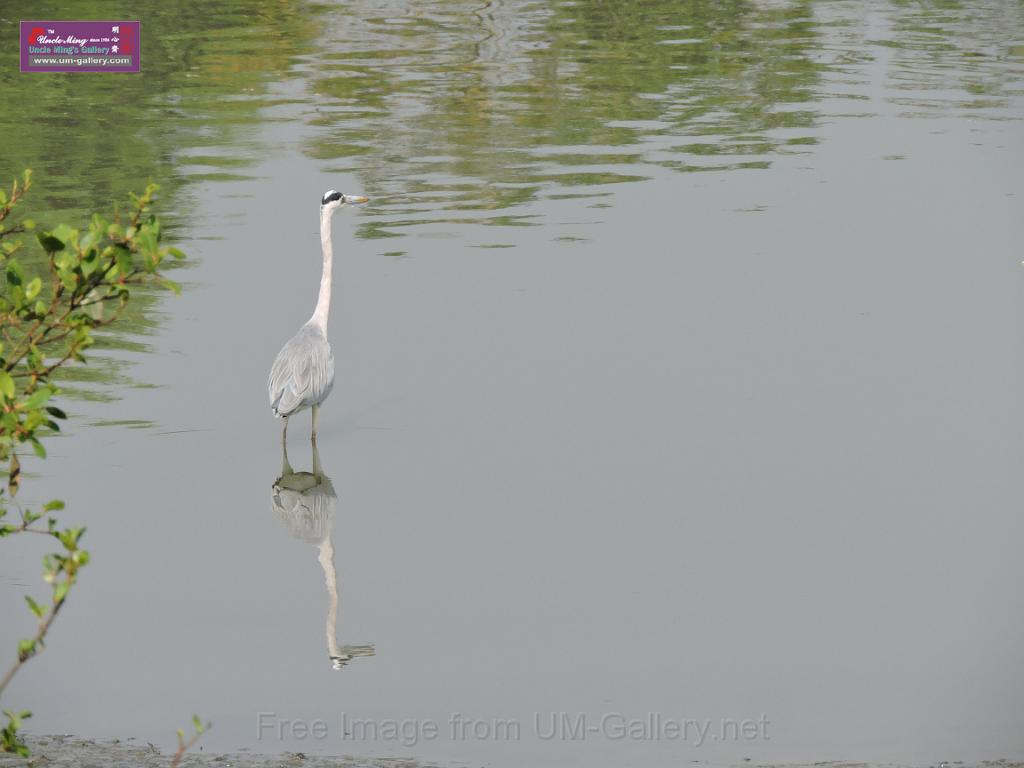 201612sf-bird-namsangwai-DSCN3575.JPG