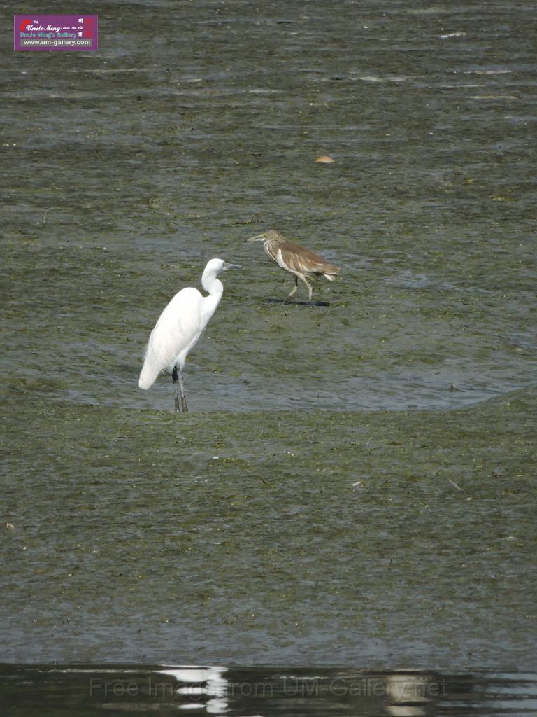 201612sf-bird-namsangwai-DSCN3588.JPG