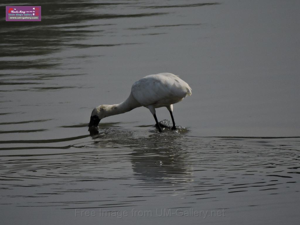 201612sf-bird-namsangwai-DSCN3609.JPG