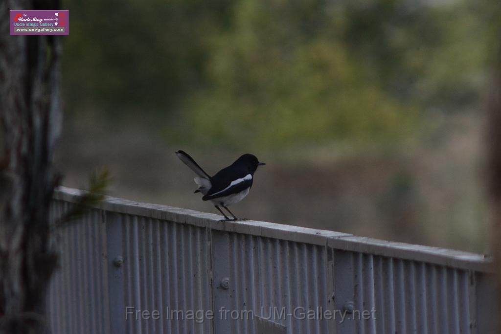 20170204sm-yuenlong-birds_DSC_8327.JPG