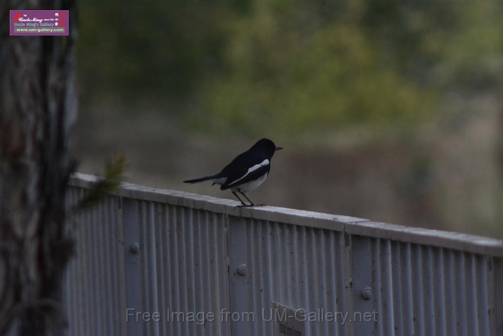 20170204sm-yuenlong-birds_DSC_8328.JPG