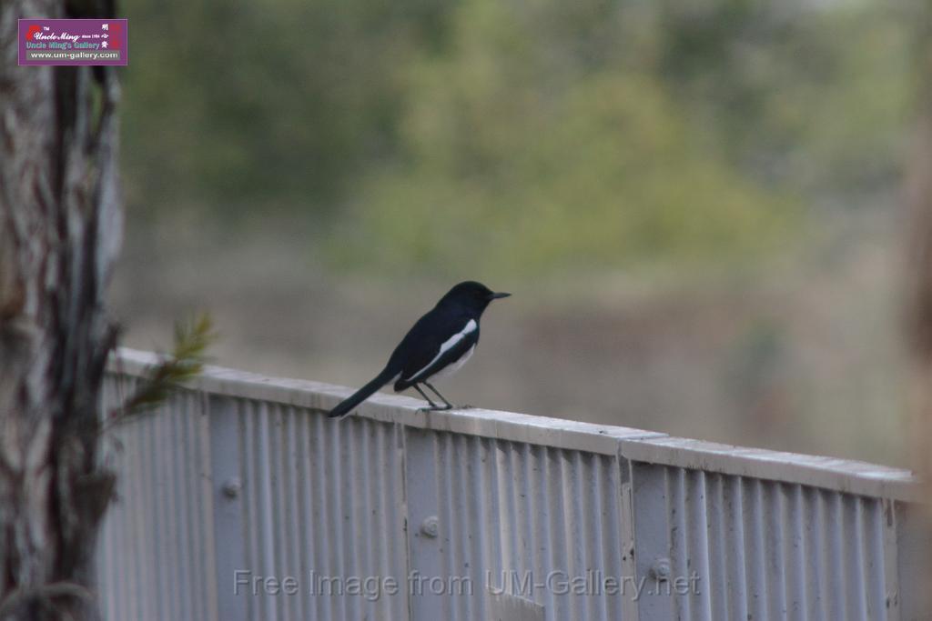 20170204sm-yuenlong-birds_DSC_8330.JPG