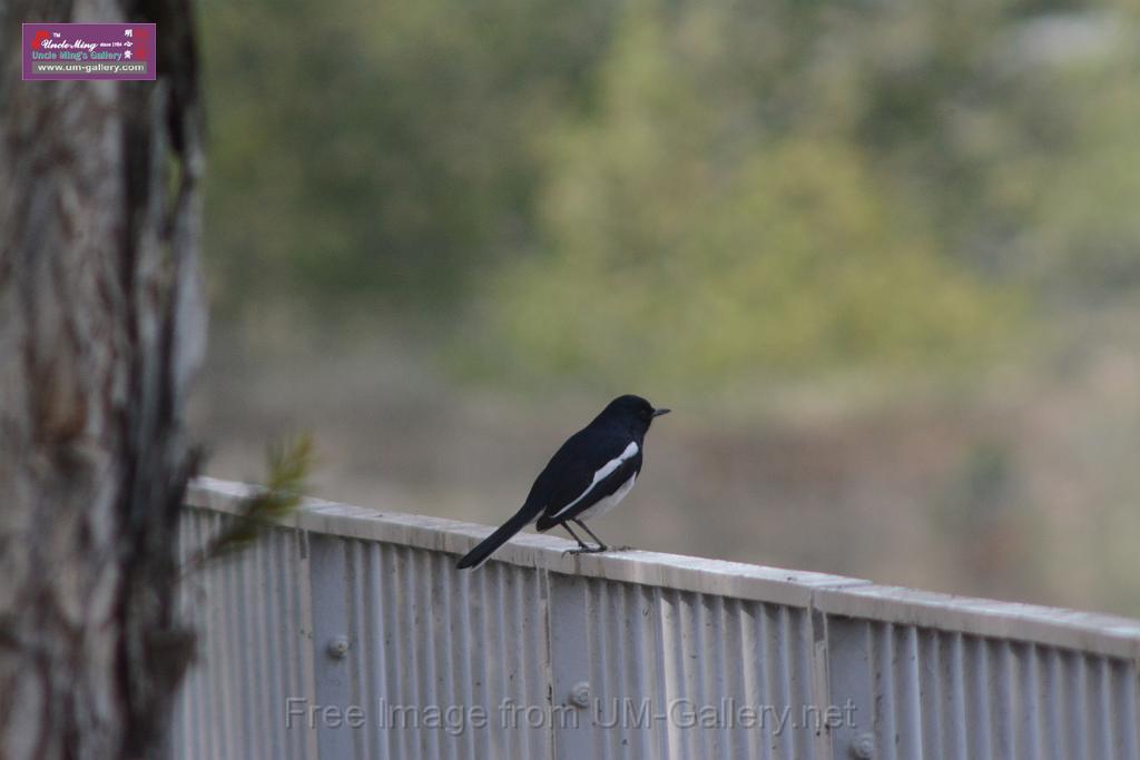 20170204sm-yuenlong-birds_DSC_8331.JPG