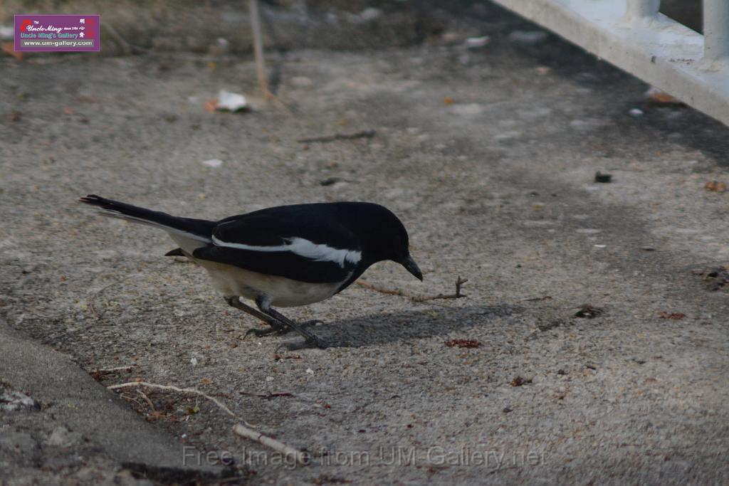 20170204sm-yuenlong-birds_DSC_8336.JPG