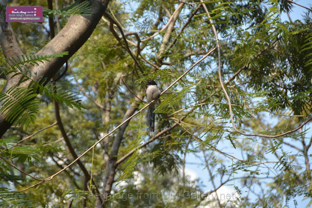 20170212sm-bln-city-park-bird_DSC_8589.JPG