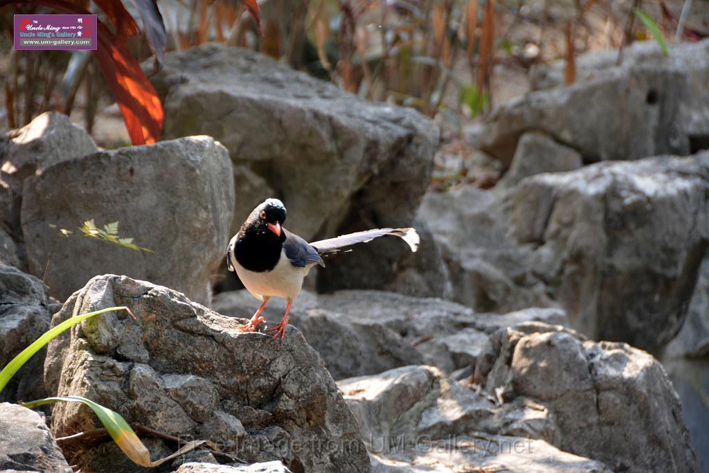 20170212sm-bln-city-park-bird_DSC_8593.JPG