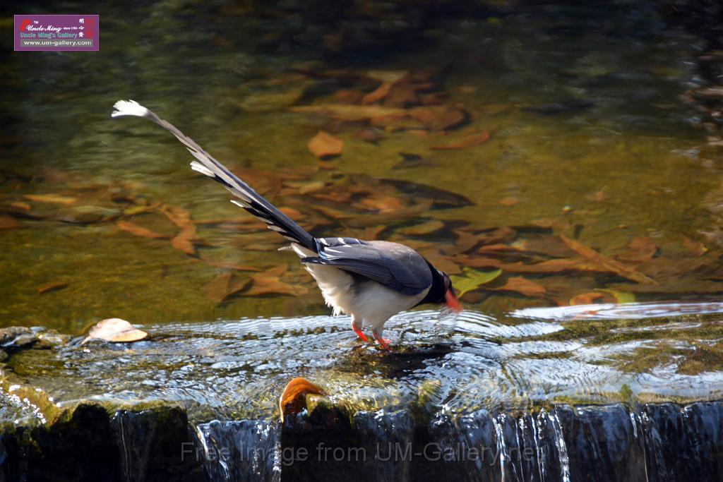 20170212sm-bln-city-park-bird_DSC_8598.JPG