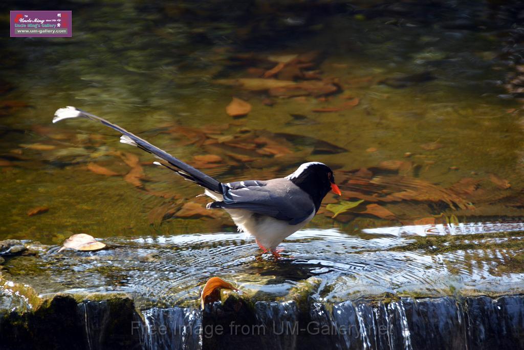 20170212sm-bln-city-park-bird_DSC_8600.JPG