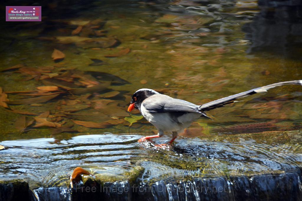 20170212sm-bln-city-park-bird_DSC_8604.JPG