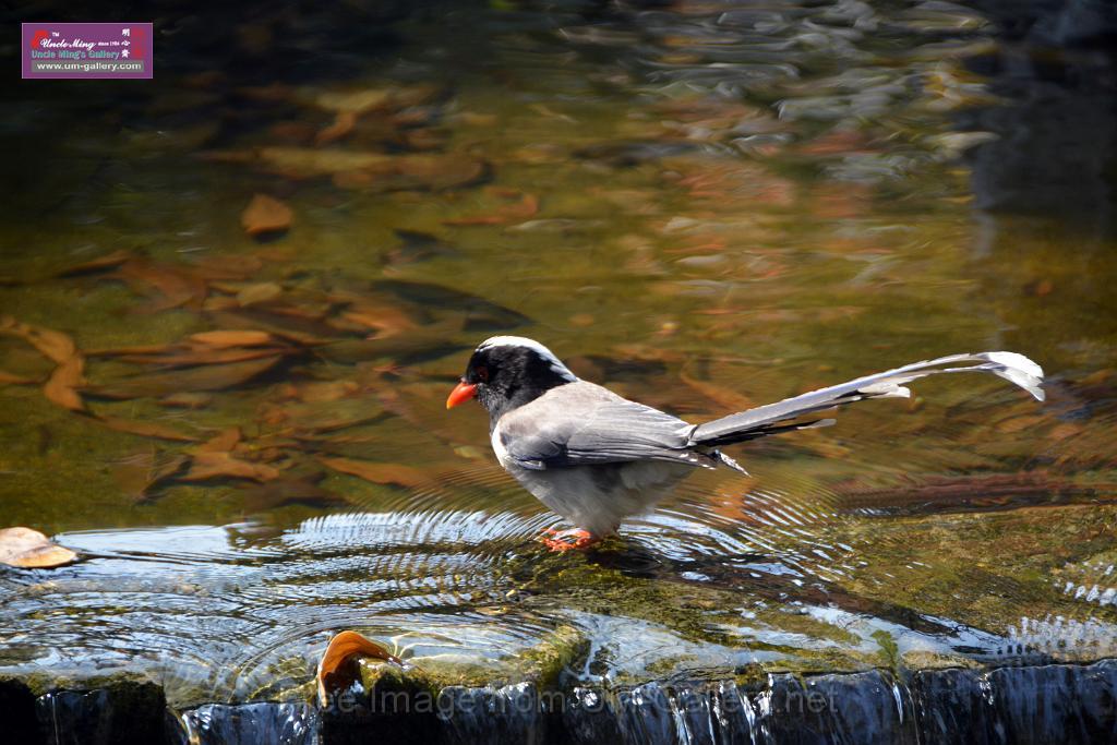 20170212sm-bln-city-park-bird_DSC_8605.JPG