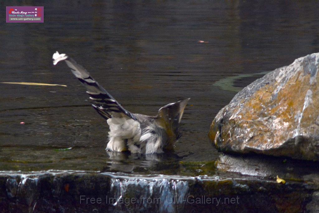 20170212sm-bln-city-park-bird_DSC_8614.JPG