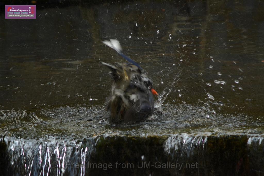 20170212sm-bln-city-park-bird_DSC_8634.JPG