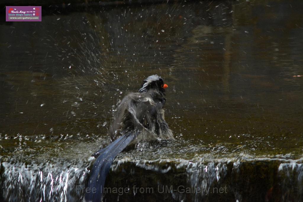 20170212sm-bln-city-park-bird_DSC_8637.JPG