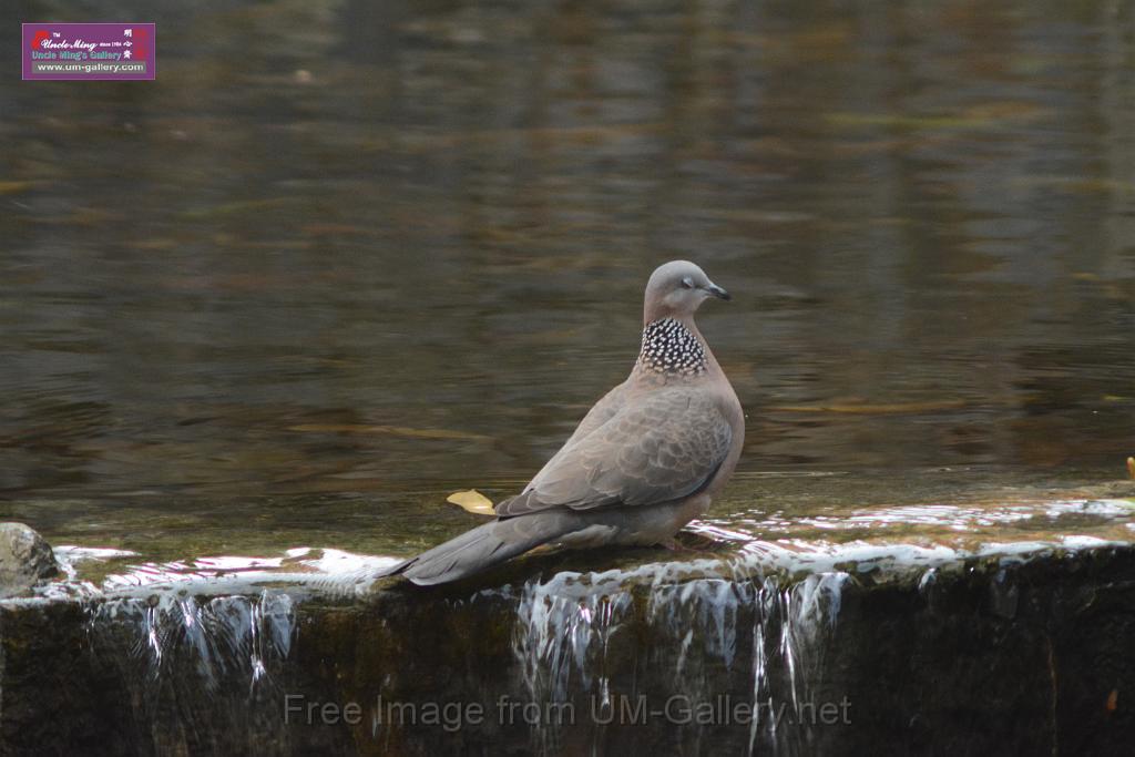 20170212sm-bln-city-park-bird_DSC_8639.JPG