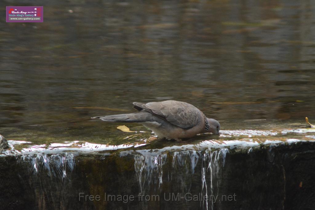 20170212sm-bln-city-park-bird_DSC_8642.JPG