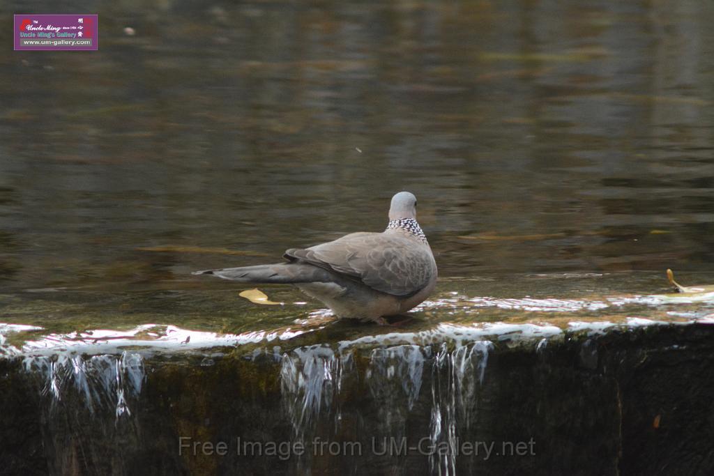 20170212sm-bln-city-park-bird_DSC_8643.JPG