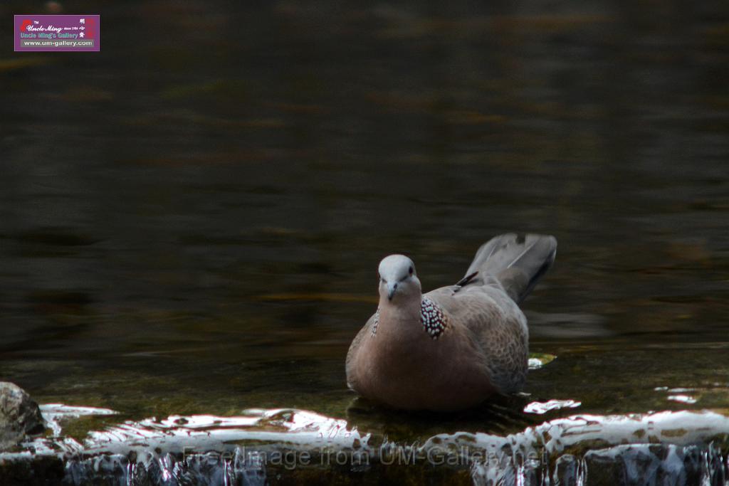 20170212sm-bln-city-park-bird_DSC_8645.JPG