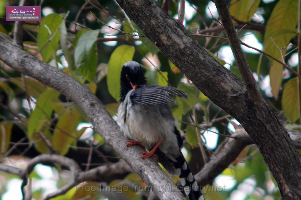 20170212sm-bln-city-park-bird_DSC_8646.JPG