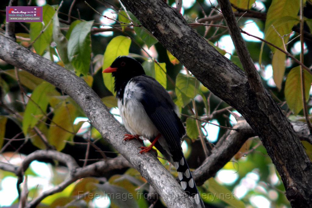 20170212sm-bln-city-park-bird_DSC_8649.JPG