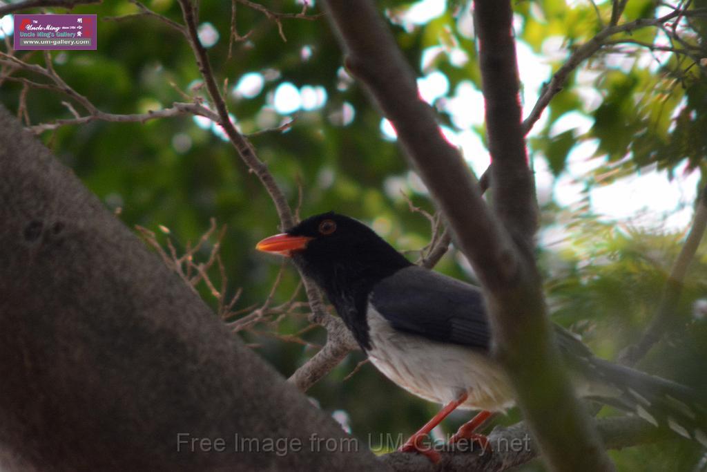 20170212sm-bln-city-park-bird_DSC_8654.JPG