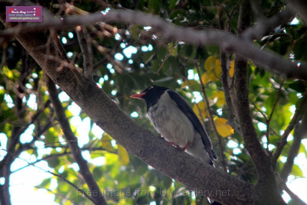 20170212sm-bln-city-park-bird_DSC_8655.JPG