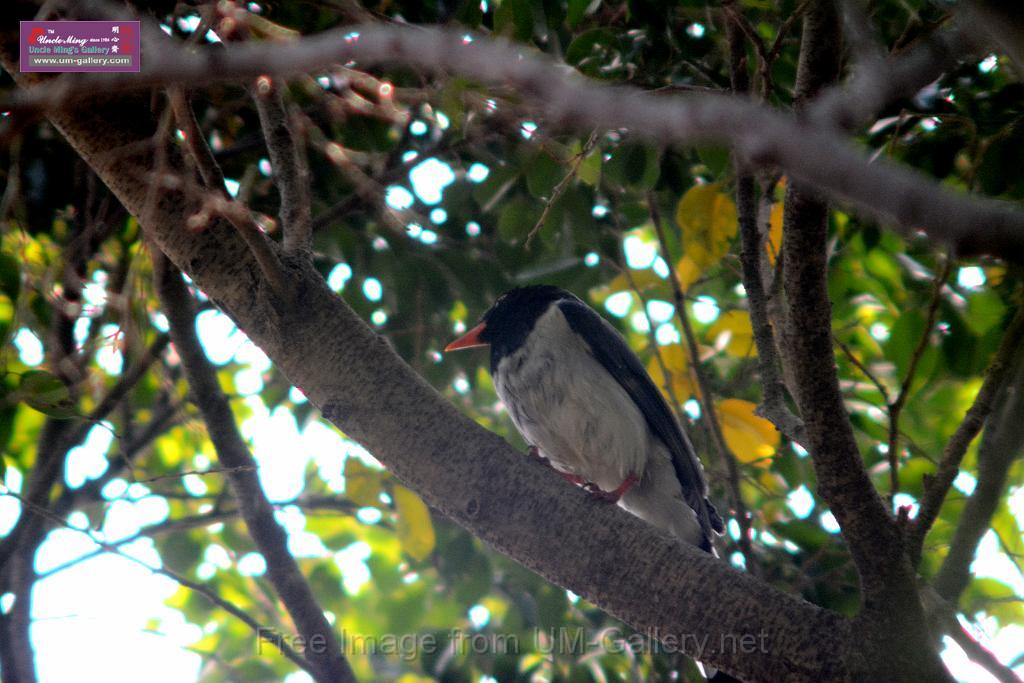 20170212sm-bln-city-park-bird_DSC_8656.JPG